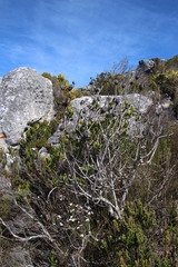 Leucadendron strobilinum