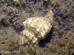 Gastropoda