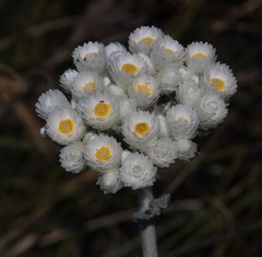 Helichrysum fruticans