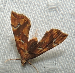Musotima nitidalis