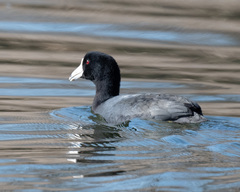 Fulica americana