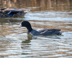 Fulica americana