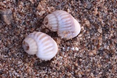 Lavigeria