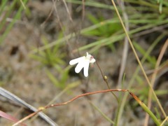 Utricularia kamienskii