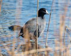 Fulica americana