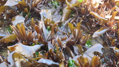 Mazzaella laminarioides