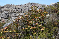 Leucadendron strobilinum