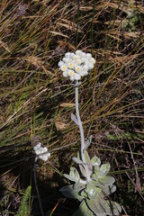 Helichrysum fruticans