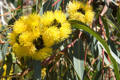 Eucalyptus erythrocorys