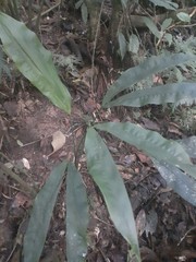 Cyclanthus bipartitus