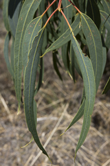 Eucalyptus erythrocorys