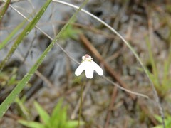 Utricularia kamienskii