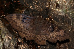 Erebus walkeri