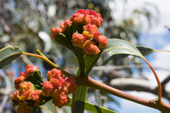 Eucalyptus erythrocorys