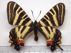 Luehdorfia japonica
