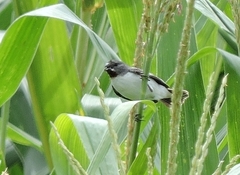 Sporophila telasco