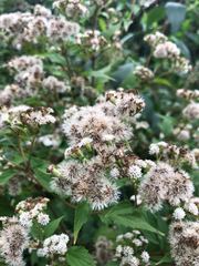 Ageratina altissima