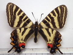 Luehdorfia japonica