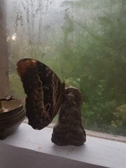 Caligo beltrao