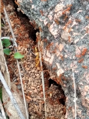 Solenopsis geminata