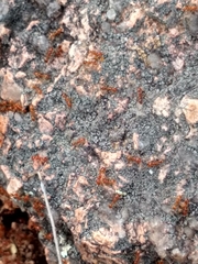 Solenopsis geminata