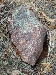 Solenopsis geminata