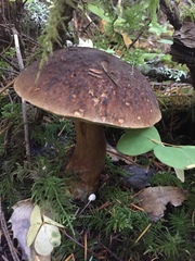 Boletus fibrillosus