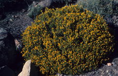 Relhania
