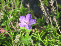 Geranium sanguineum