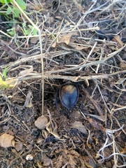 Pasimachus elongatus