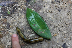 Anadenobolus monilicornis image