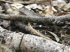 Galepsus