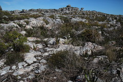 Agathosma ciliaris
