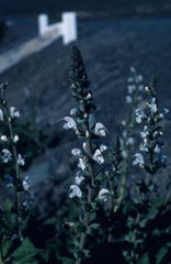 Salvia disermas