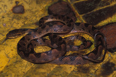 Leptodeira ornata