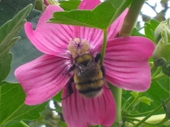 Bombus robustus