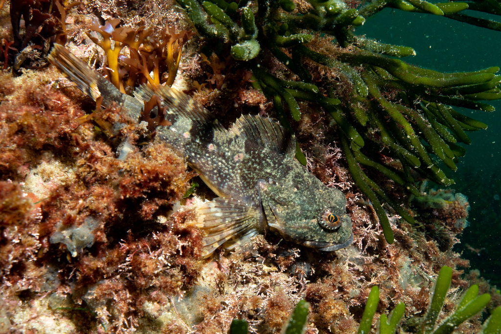 Longhorn Sculpin