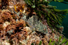 Myoxocephalus octodecemspinosus