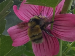 Bombus robustus