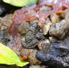 Pseudopaludicola falcipes