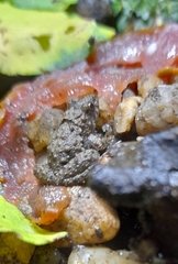 Pseudopaludicola falcipes