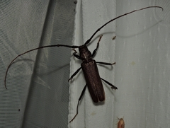 Xystrocera virescens