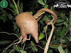 Phataginus tricuspis