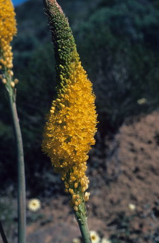 Image of Bulbinella nutans by (c) Tom Lloyd Evans, some rights reserved (CC BY-SA)