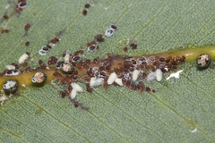 Eriococcus
