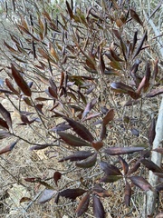 Rhododendron canadense