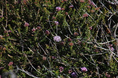 Agathosma ciliaris