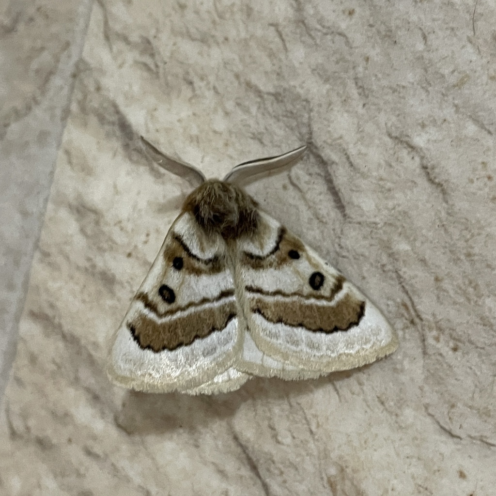 Anthela ochroptera