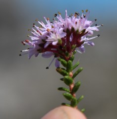 Agathosma ciliaris