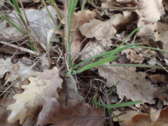 Dactylis glomerata hispanica